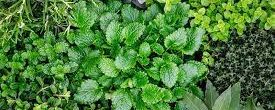 Herbs for Your Spring Garden