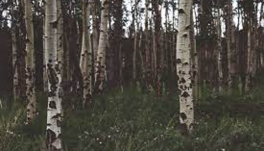 Trees of Beltane Birch