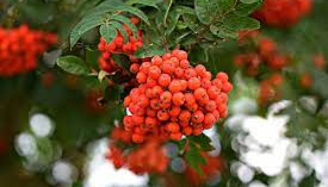 Trees of Beltane, Rowan