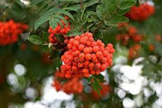 Trees of Beltane, Rowan