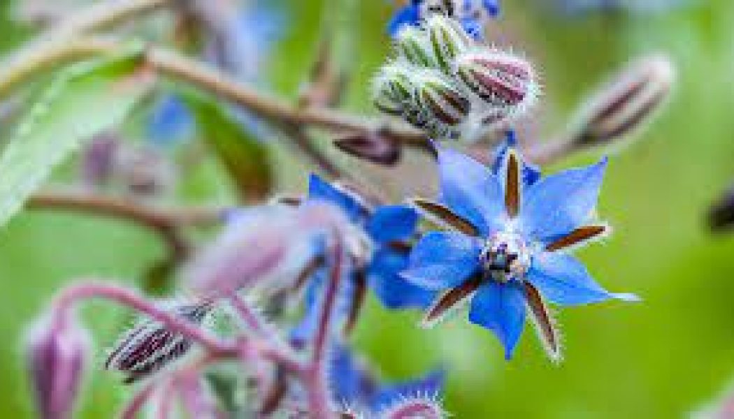 Borage ( Borage offcinalis)