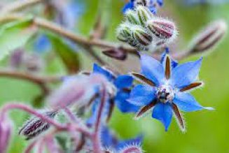 Borage ( Borage offcinalis)