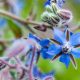 Borage ( Borage offcinalis)