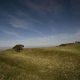 Chanctonbury Ring