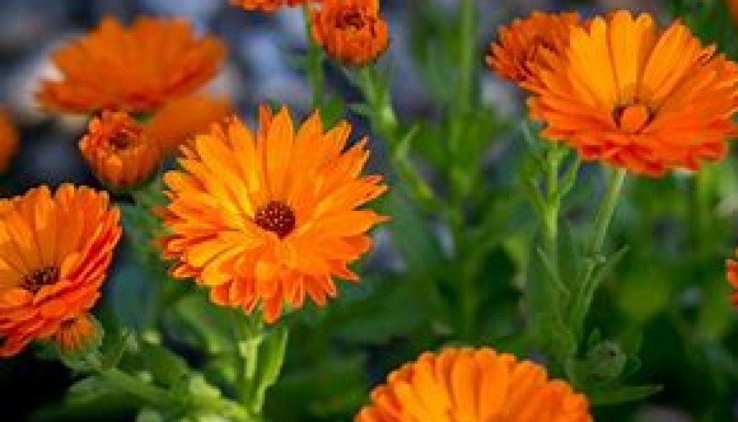 Calendula