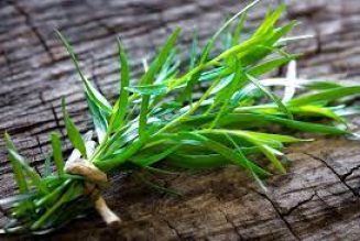 French Tarragon