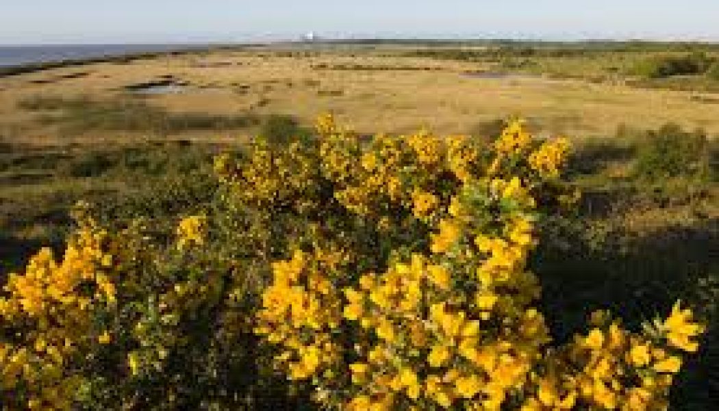 Gorse