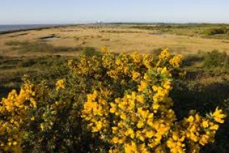 Gorse