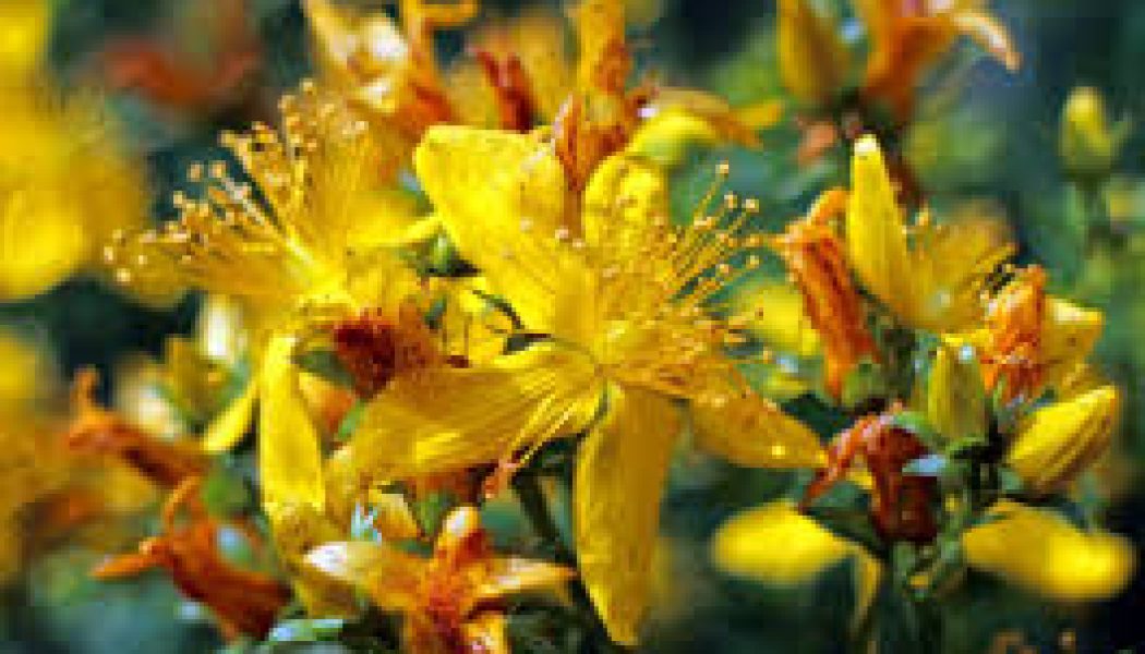 Herbal Cures for anxiety: ST JOHN’S WORT