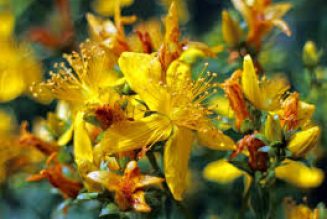 Herbal Cures for anxiety: ST JOHN’S WORT