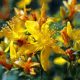 Herbal Cures for anxiety: ST JOHN’S WORT