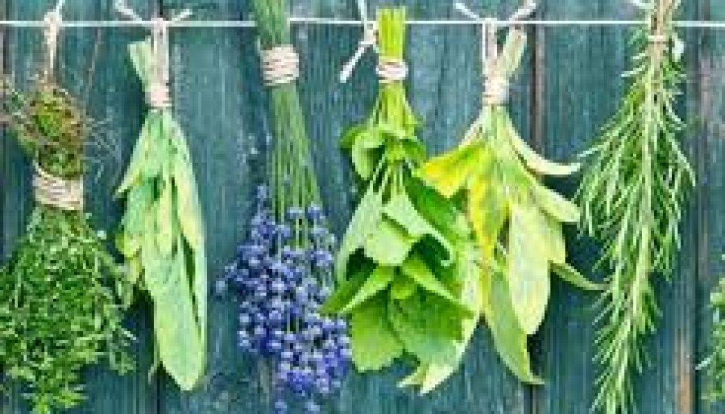 Herbs In Magick