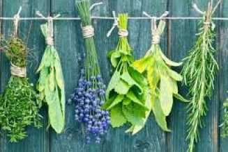 Herbs In Magick