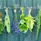 Herbs In Magick