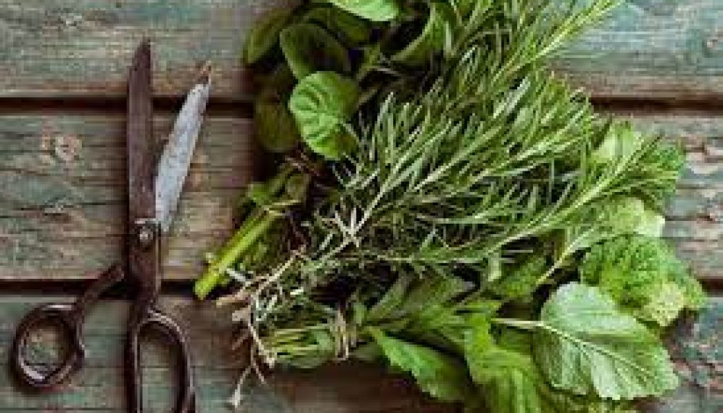 How to Harvest Plants and Herbs