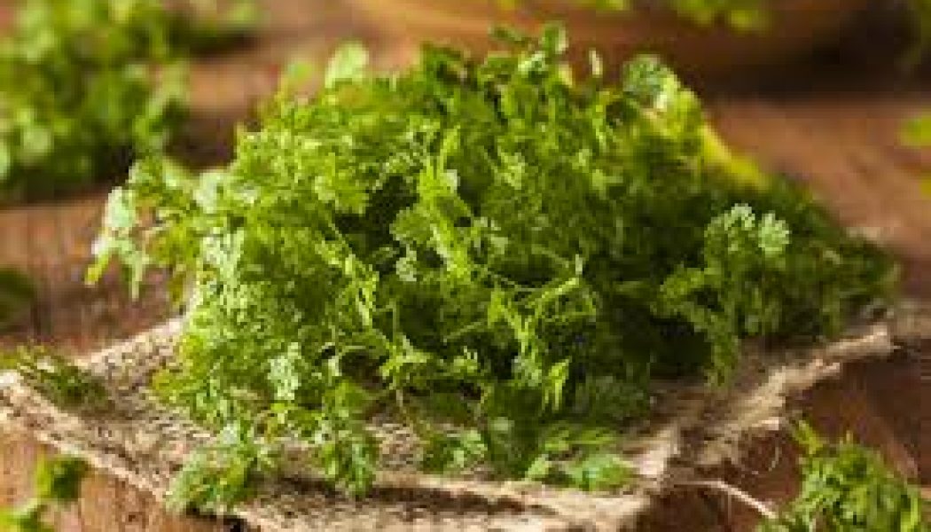 Kitchen Witch: Chervil