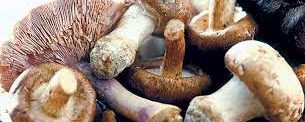 Kitchen Witch: Mushroom