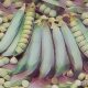 Kitchen Witch: Pea