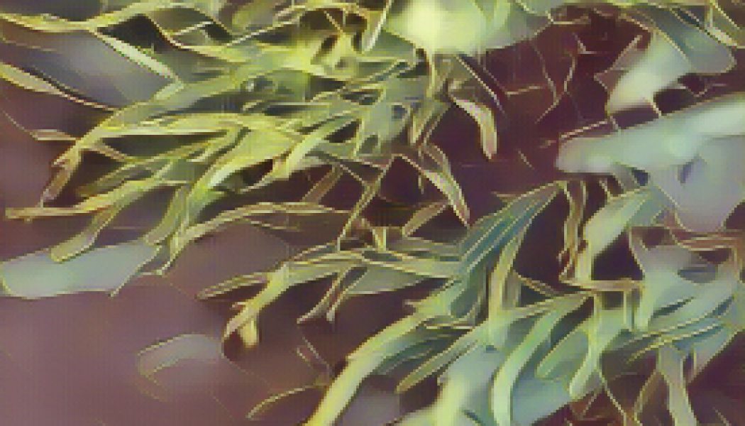 Kitchen Witch: Spirulina