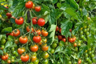 Kitchen Witch: Tomato