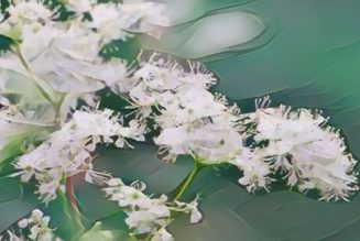 Meadowsweet