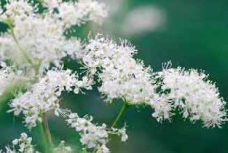 Meadowsweet