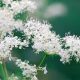 Meadowsweet