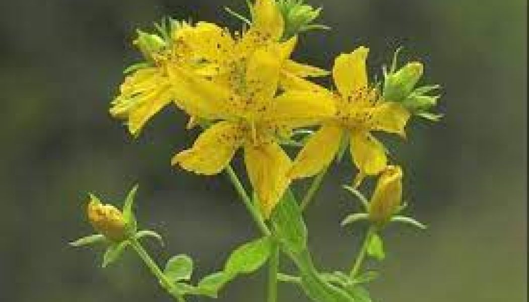 Summer Solstice St John’s Wort Flowers