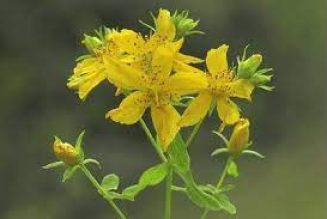 Summer Solstice St John’s Wort Flowers