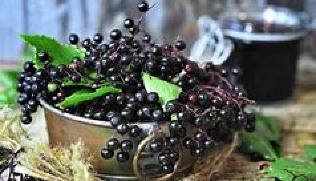 The Best of Elderberries