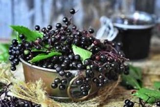 The Best of Elderberries