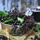 The Best of Elderberries