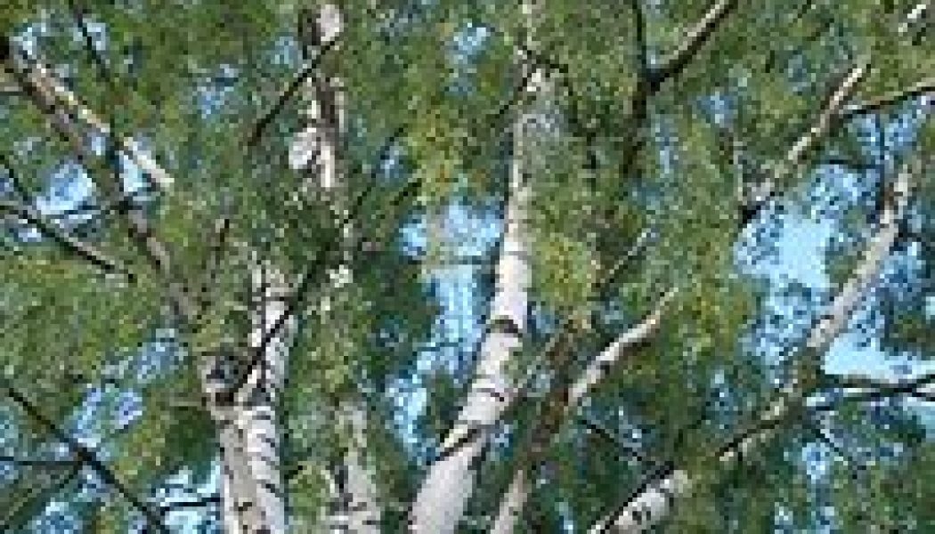 BIRCH (Betula Pedula)