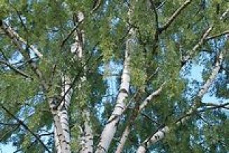 BIRCH (Betula Pedula)