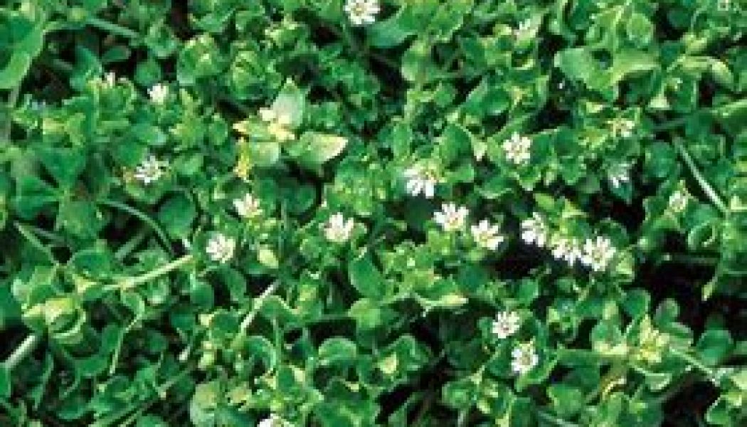 Chickweed (Stellaria media)