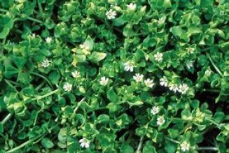 Chickweed (Stellaria media)