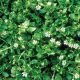 Chickweed (Stellaria media)