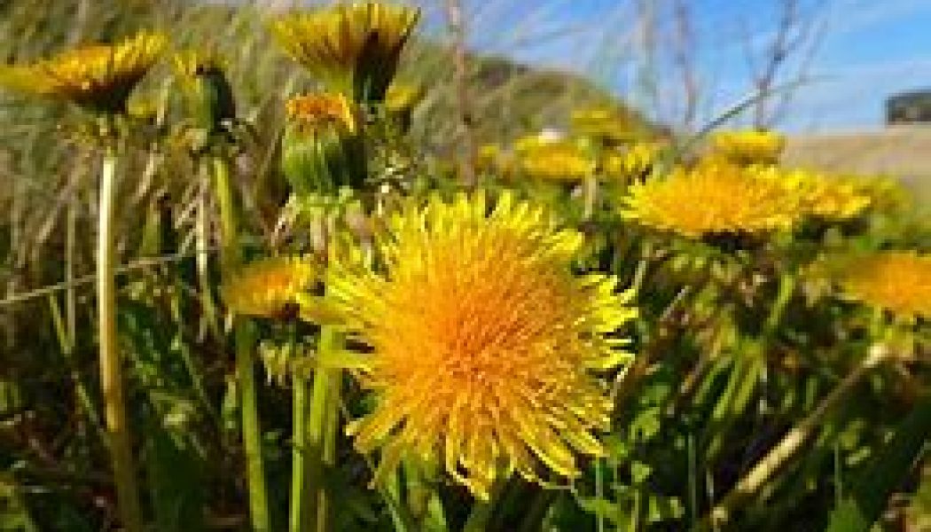 The Hedge Craft – Dandelion (Taraxacum officinale)