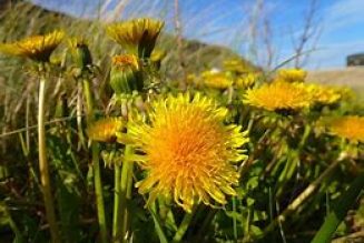 The Hedge Craft – Dandelion (Taraxacum officinale)