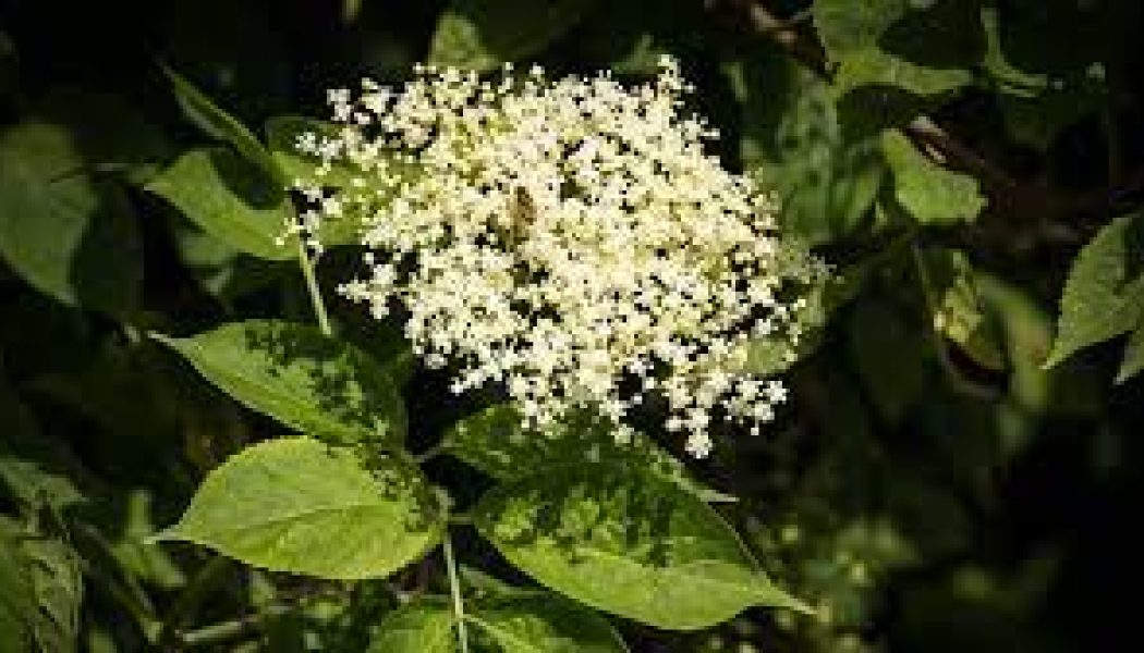 The Hedge Craft – Elder (Sambuccus nigra)