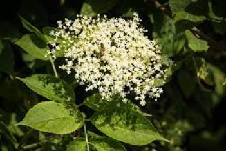 The Hedge Craft – Elder (Sambuccus nigra)