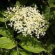 The Hedge Craft – Elder (Sambuccus nigra)