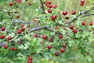 Hawthorn (Crataegus oxycanthus)