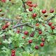 Hawthorn (Crataegus oxycanthus)