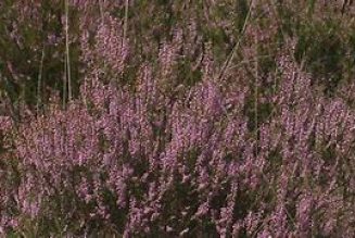 Heather (Calluna vulgaris)