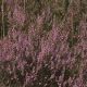 Heather (Calluna vulgaris)