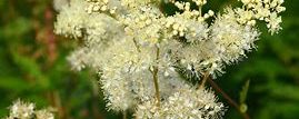 The Hedge Craft – Meadowsweet (Filipendula ulmaria)