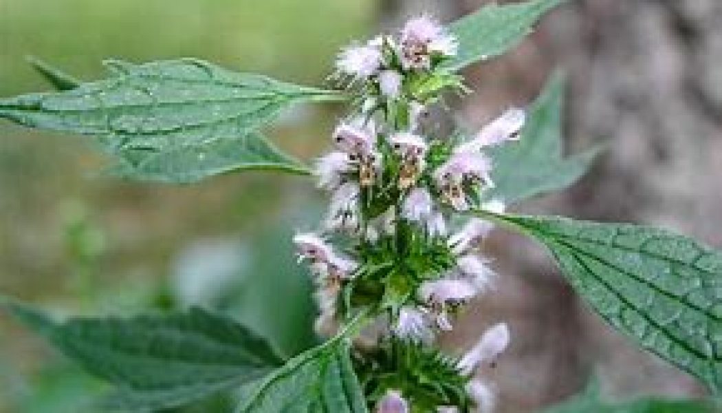 Motherwort (Leonorus Cardiaca)