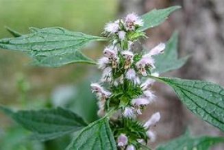 Motherwort (Leonorus Cardiaca)