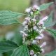 Motherwort (Leonorus Cardiaca)